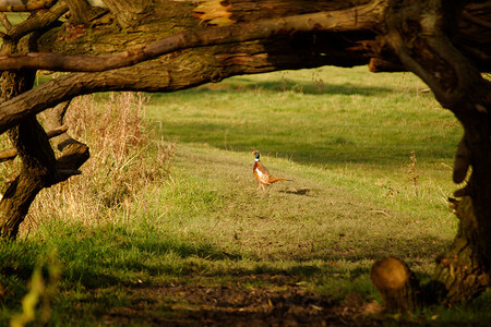 Stavy drobné zvěře, do které se řadí například zajíc, bažant nebo kachna, neklesají podle Janoty pouze v České republice, ale i ve většině zemí Evropy. / Ilustrační foto