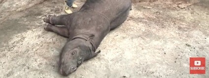 foto:  The Star Online / youtube.com