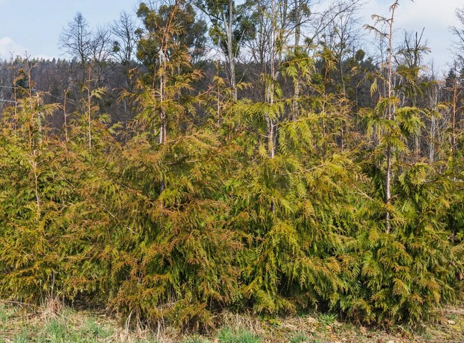 Experimentální výsadba zeravu obrovského na LS Vítkov (revír Odry) po pěti letech od výsadby