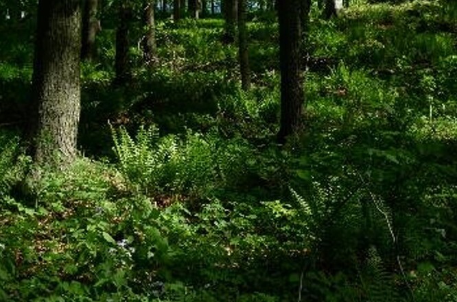 Lesní byliny citlivě reagují na změny mikroklimatu po narušení stromového patra, nicméně zcela zapojený porost jim také nevyhovuje, protože i ony potřebují sluneční světlo.