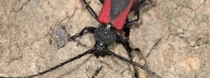 foto:  Český svaz ochránců přírody Vlašim