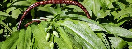 Foto:  Couleur / Pixabay