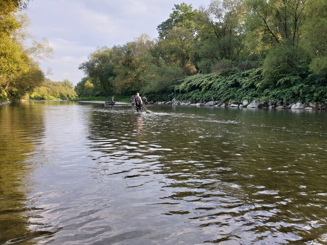 Rybáři odstraňují následky havárie na Bečvě ve vodě veřejnosti stále neznámé jakosti.