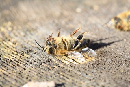Evropští zemědělci by měli výrazně snížit používání pesticidů v zájmu ochrany včel a dalšího opylujícího hmyzu. / Ilustrační foto
