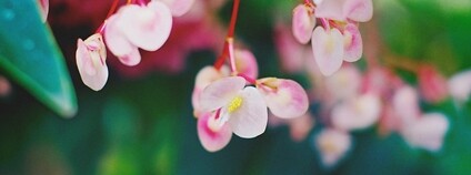 Voskovka Foto: Lorenzo Andrioli Flickr