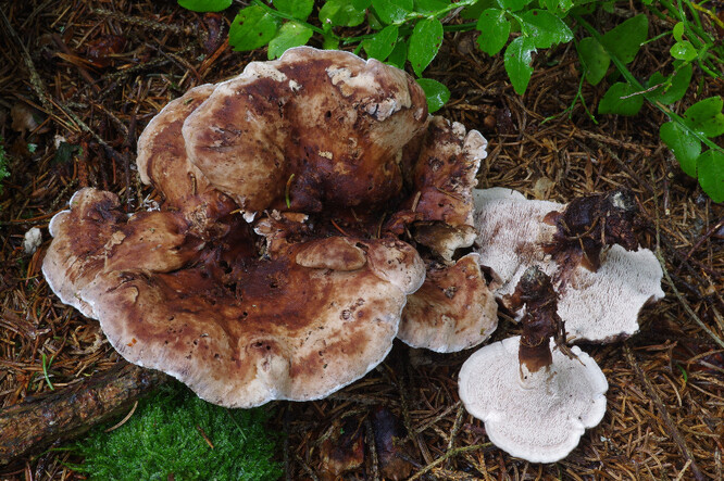 Bělozub nafialovělý.