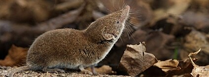 Bělozubka tmavá Foto: M. Berroneau AV ČR