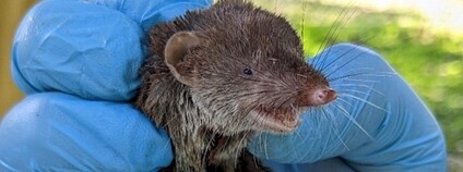 Bělozubka Foto:  ÚBO AV ČR