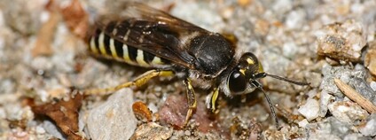 Dlouhoretka krátkokřídlá Foto: Bernard DUPONT Flickr