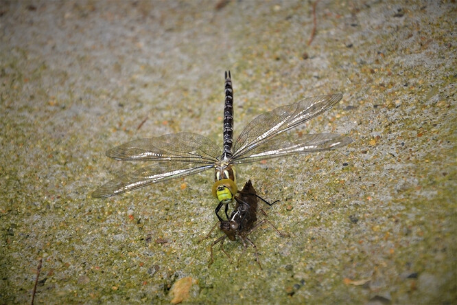 Šídlo modré, které právě vylezlo z vody.