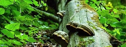 foto: Vratislav Vozník / Hnutí DUHA