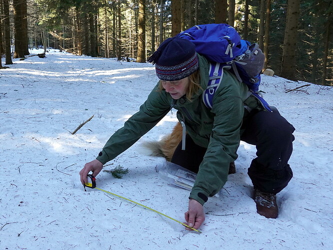 Zkoumání stop šelem ve sněhu. Zkoumání stop šelem ve sněhu.