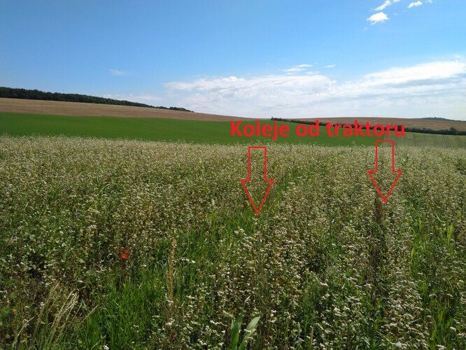 Zaplevelený porost třetí varianty v důsledku vytvořených kolejí od traktoru v průběhu mulčování obražené ozimé směsky.