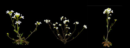 huseníček Foto: Univerzita Karlova