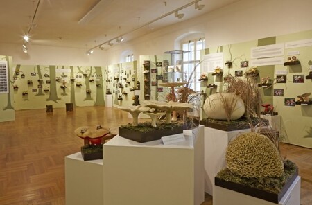 Výstava se nachází v Mendelově sále, který obsadily houby jedlé, nejedlé, jedovaté i léčivé, dobře známé i netradiční, malé i obří, škodlivé i ty, které jsou chráněny zákonem. Podle odborníků je na světě popsáno více než 100.000 druhů hub, z nichž nejznámější jsou takzvané makromycety, tedy houby s plodnicemi pozorovatelnými pouhým okem. V českých zemích jich roste přes 3000 druhů. / Fotografie z výstavy