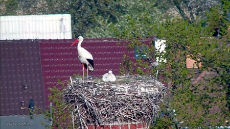 Čapí hnízdo na komíně v Uničově snímá kamera.