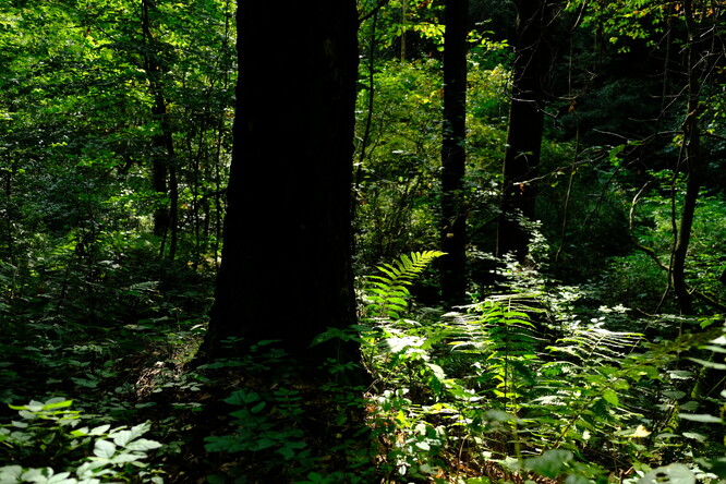 Les chráněný proti vykácení v rámci lesoochranného projektu v Bezděčíně, Liberecký kraj, ve spolupráci se spolkem ZAzemí.