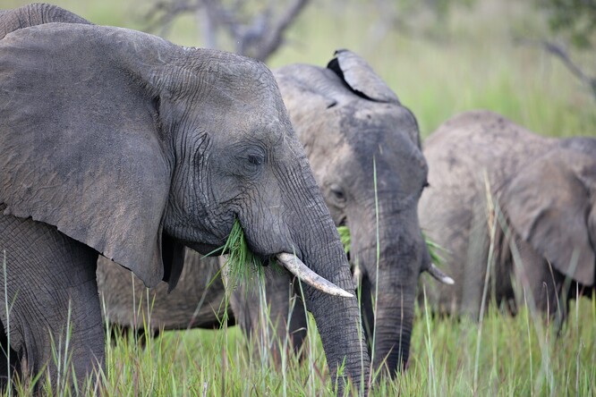 Největší cenu má slonovina pro slony.