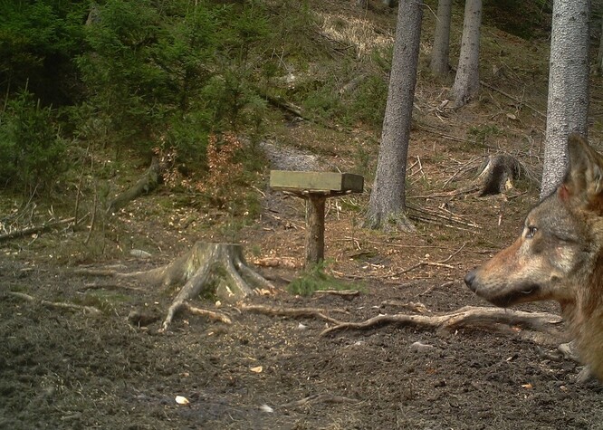 Vlk zachycený fotopastí.