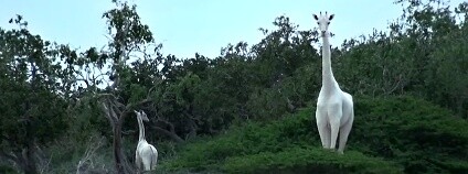 Foto: Hirola Conservation Program