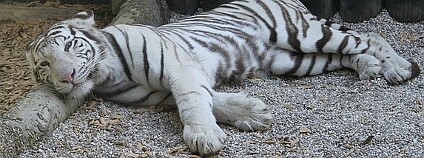 foto: Free.riders / Wikimedia Commons