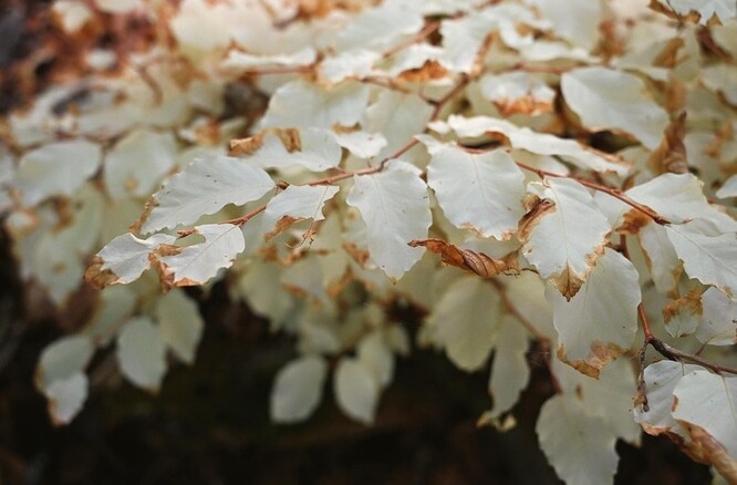 Bílý buk v Moravském krasu objevil Zdeněk Špíšek před 20 lety. Vyživuje jej buď jiný cizí strom, se kterým srostl, nebo houby. Bez této „rodičovské“ podpory by strom samostatně nedokázal existovat. Listy bez chlorofylu nejsou schopné jej samostatně uživit. Zahyne-li zdroj jeho obživy, brzy zahyne také.