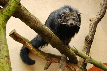 Binturong žije v tropických lesích od Nepálu až po Malajsii, na ostrovech Sumatra, Jáva, Borneo a Palawan. Dobře šplhá po stromech a při pohybu ve větvích si pomáhá dlouhým chápavým ocasem. Je aktivní převážně v noci. Za posledních 30 let klesla jeho populace přibližně o 30 procent.