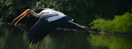 Foto: partheeclick / pixabay.com