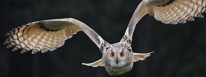 foto: ElvisCZ / pixabay.com