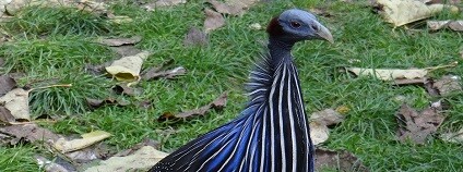 foto:  PublicDomainPictures / pixabay.com