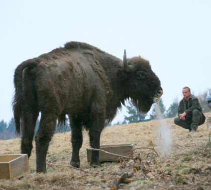 Zubr evropský se postupně vrací do české krajiny