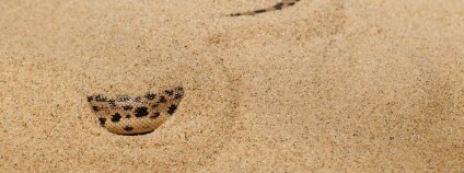 Foto: Miroslav Bobek / Zoo Praha