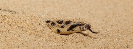 Foto: Miroslav Bobek / Zoo Praha