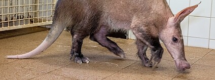 Foto: Miroslav Bobek / Zoo Praha