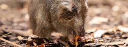 Foto: Miroslav Bobek / Zoo Praha