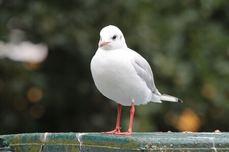 Racek chechtavý (na obrázku) je nejobvyklejší evropský zástupce čeledi rackovitých. Je typickým obyvatelem mořských i vnitrozemských pobřeží v západní, severní, střední i jižní Evropě. Každopádně populace racka chechtavého celostátně neuvěřitelně rychle klesá.