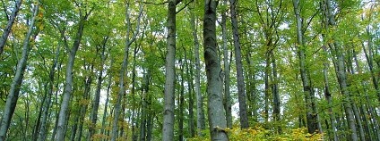 Foto: Jan Řezáč / Výzkumný ústav lesního hospodářství a myslivosti