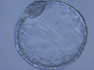 Hybridní embryo spojením semene ze samce bílého severního a vajíčka samice příbuzného nosorožce bílého jižního.