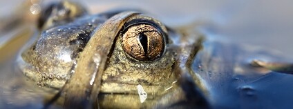blatnice skrvnitá Foto: Přemysl Tájek ČSOP