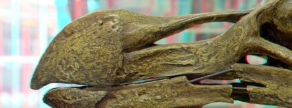 Foto: wim hoppenbrouwers Flickr