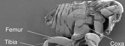 Blecha. Foto: Gregory Sutton/Journal of Experimental Biology Blecha. Foto: Gregory Sutton/Journal of Experimental Biology