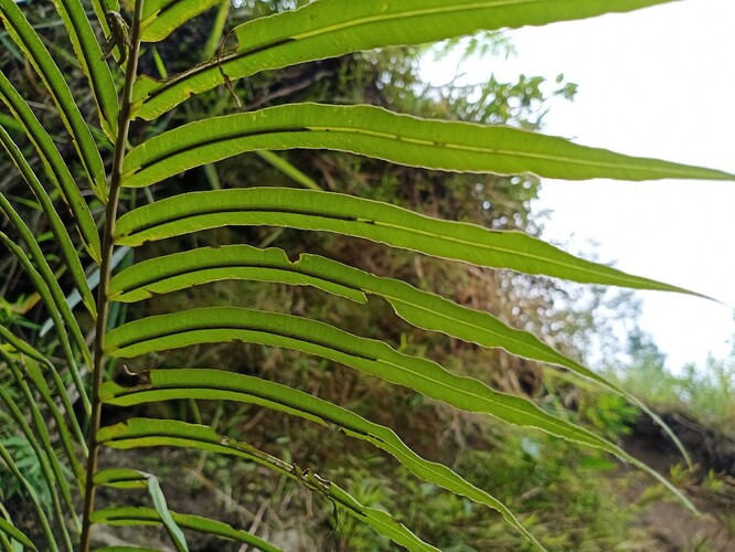 Zvláště vhodná se zdá být k phytominingu například rostlinka Blechnum orientale, blízká příbuzná naší Blechnum spicant. Žebrovice různolisté.