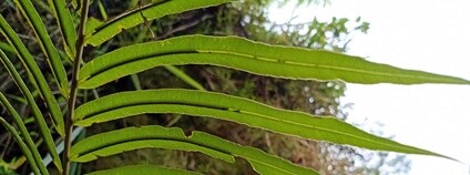 Blechnum orientale Foto: Kembangraps Wikimedia Commons