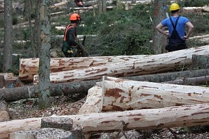Podle Hnutí Duha je nejmarkantnějším příkladem pokuta, kterou vedení parku udělila Česká inspekce životního prostředí za nelegální kácení v oblasti Ptačího potoka