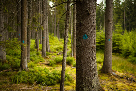 Konec kácení. Podle aktivistů nemá spor jasného vítěze, jen poraženého. Tím je podle nich příroda.