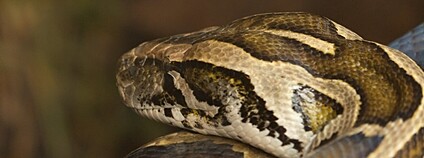 Hroznýš královský Foto: Anup Shah Flickr