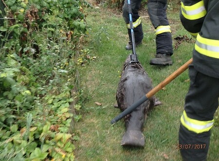 Bobr byl následně vypuštěn do vodního toku.