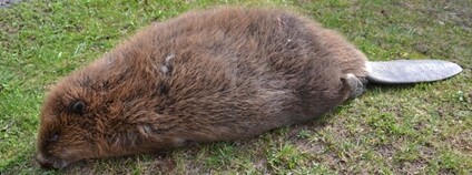 Mrtvý bobr v Krkonoších Foto: Miloš Jakoubek Správa KRNAP
