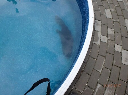 Zmateného bobra z bazénku vylovili až přivolaní hasiči.