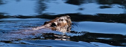 bobr Foto: Mike Flickr